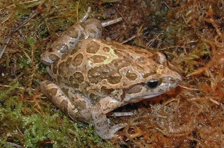 Mediterranean Painted Frog