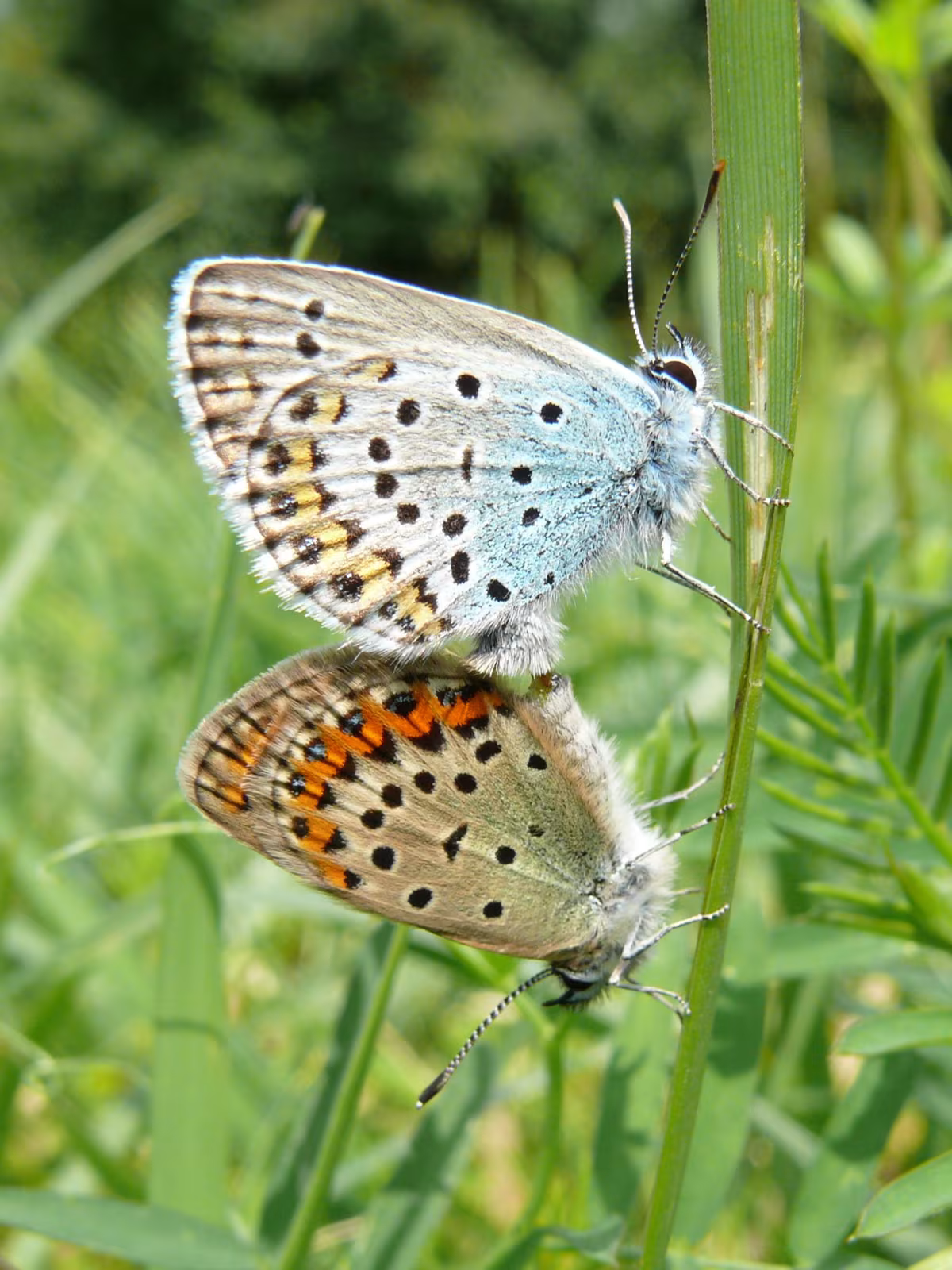 Plebejus idas