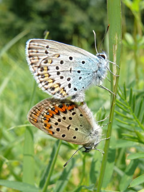 Plebejus idas