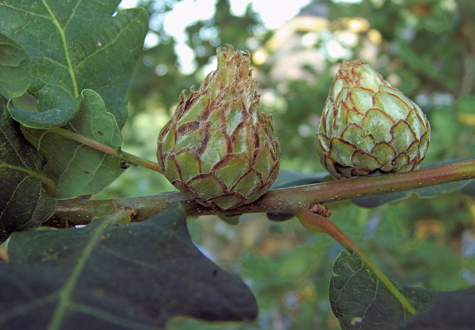 Oak Artichoke Gall Wasp