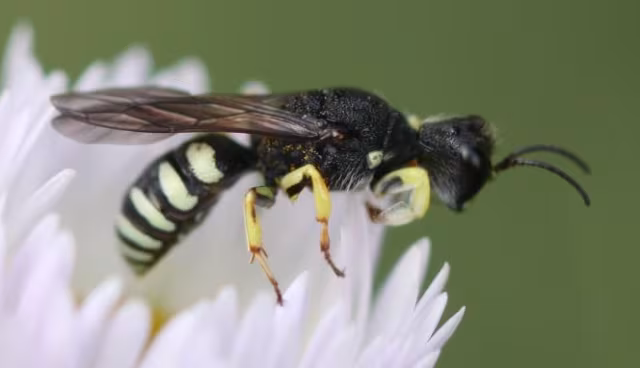Lestica clypeata