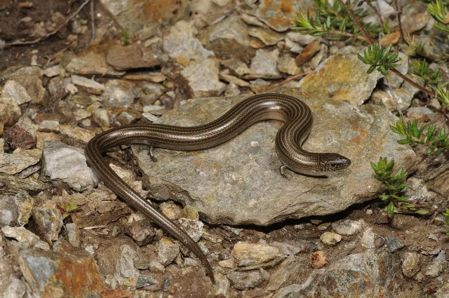 Luscengola striata
