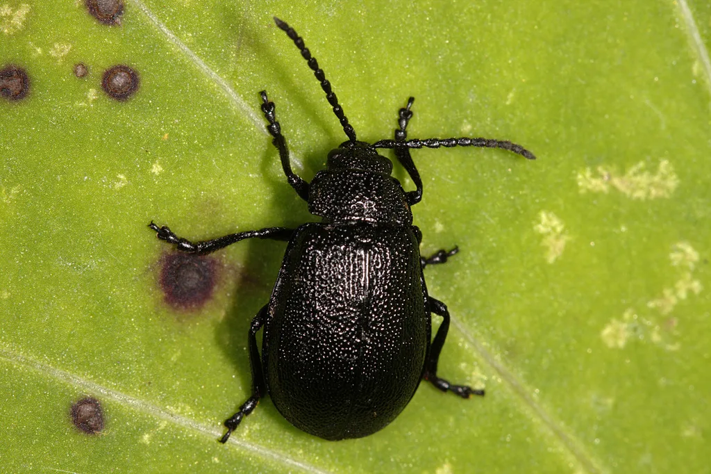 Galeruca nera