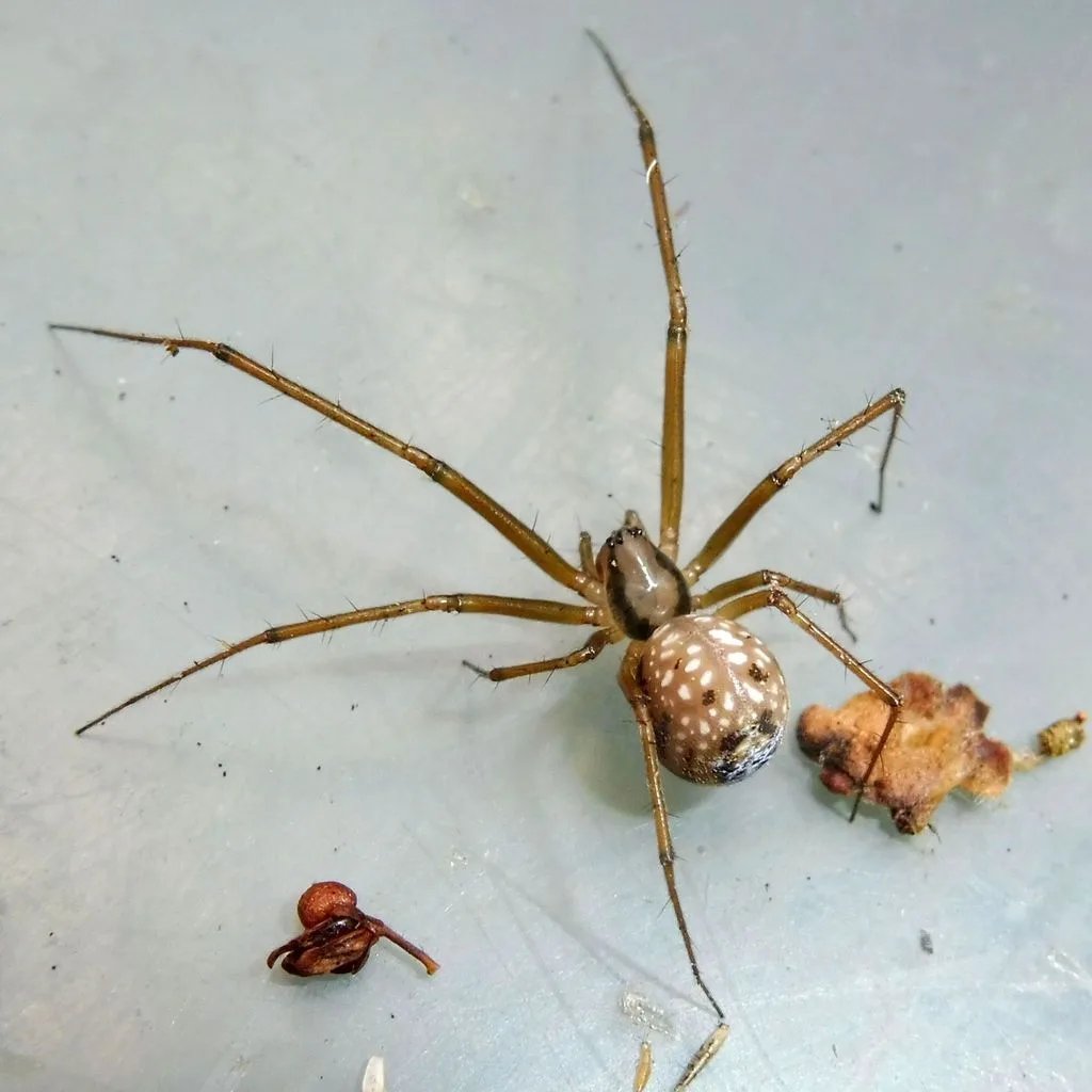 Floronia bucculenta
