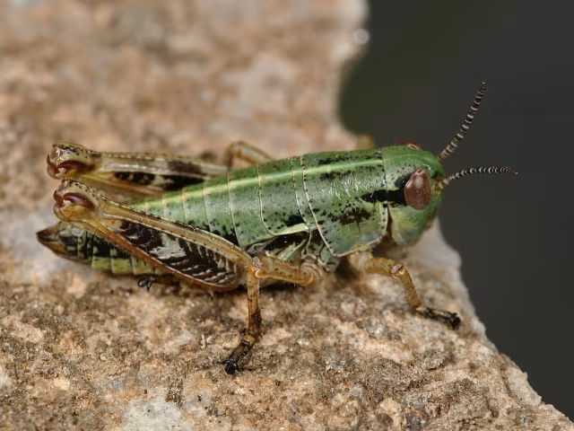Epipodisma pedemontana