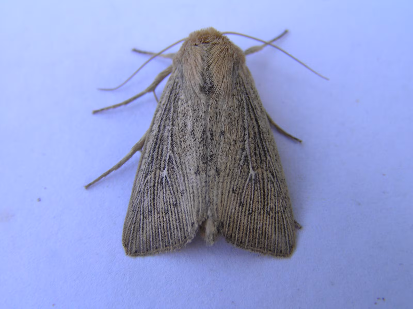 Leucania obsoleta