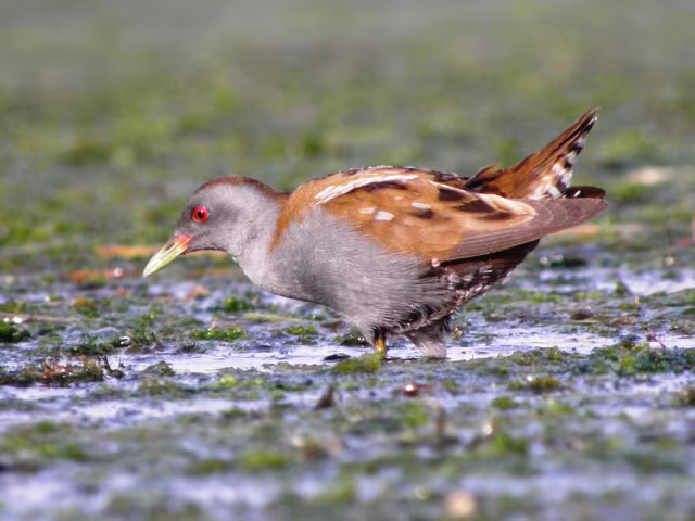Schiribilla eurasiatica