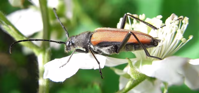 Anastrangalia dubia