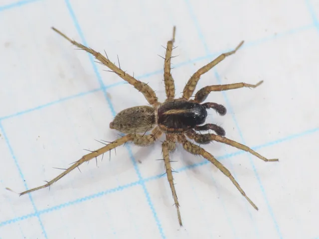 Pardosa proxima