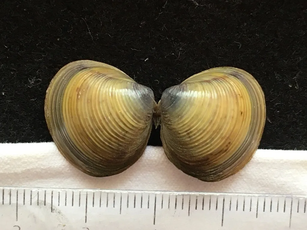 Corbicula largillierti