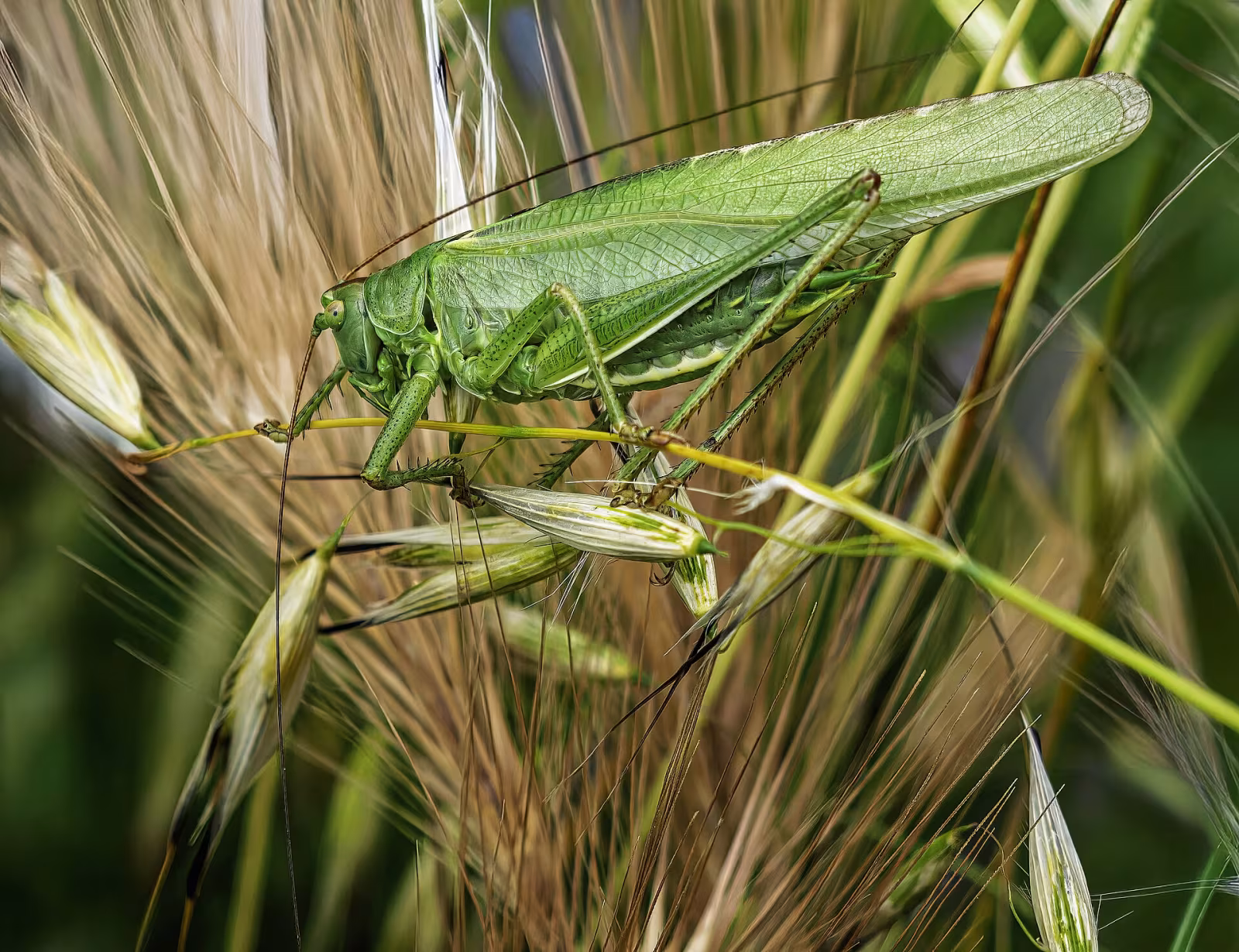 Great Green Bush-cricket