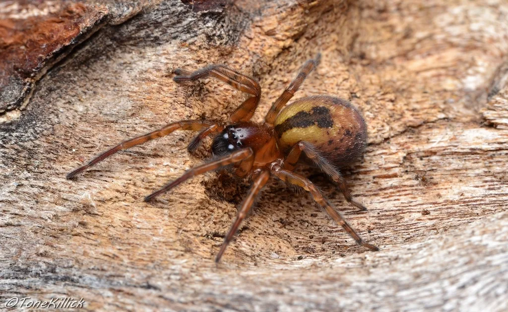 Window Lace-weaver