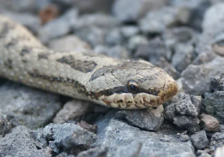 Colubro liscio