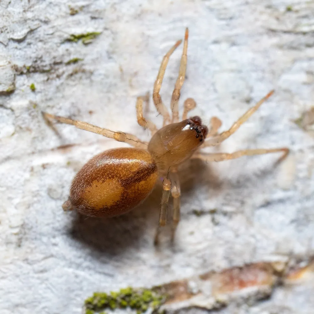 Porrhoclubiona leucaspis