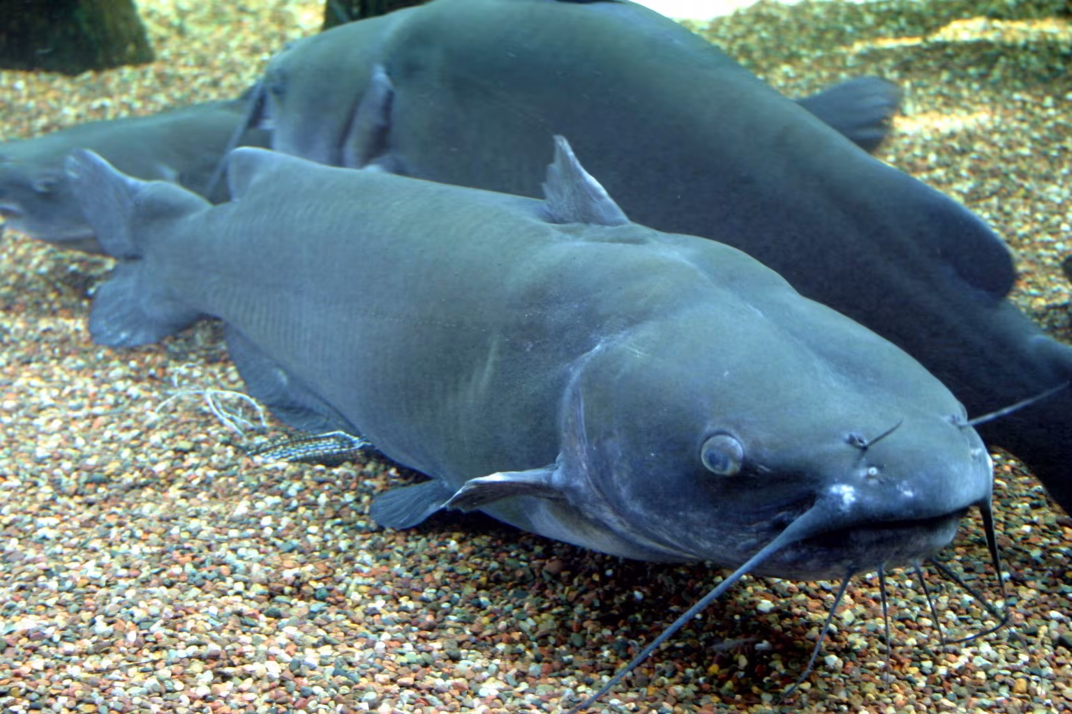 Pesce gatto punteggiato