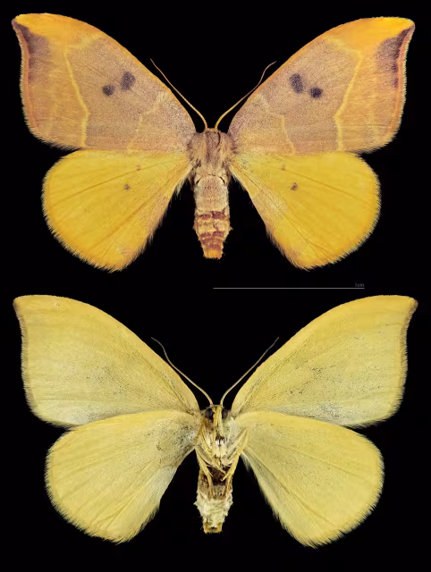 Watsonalla uncinula