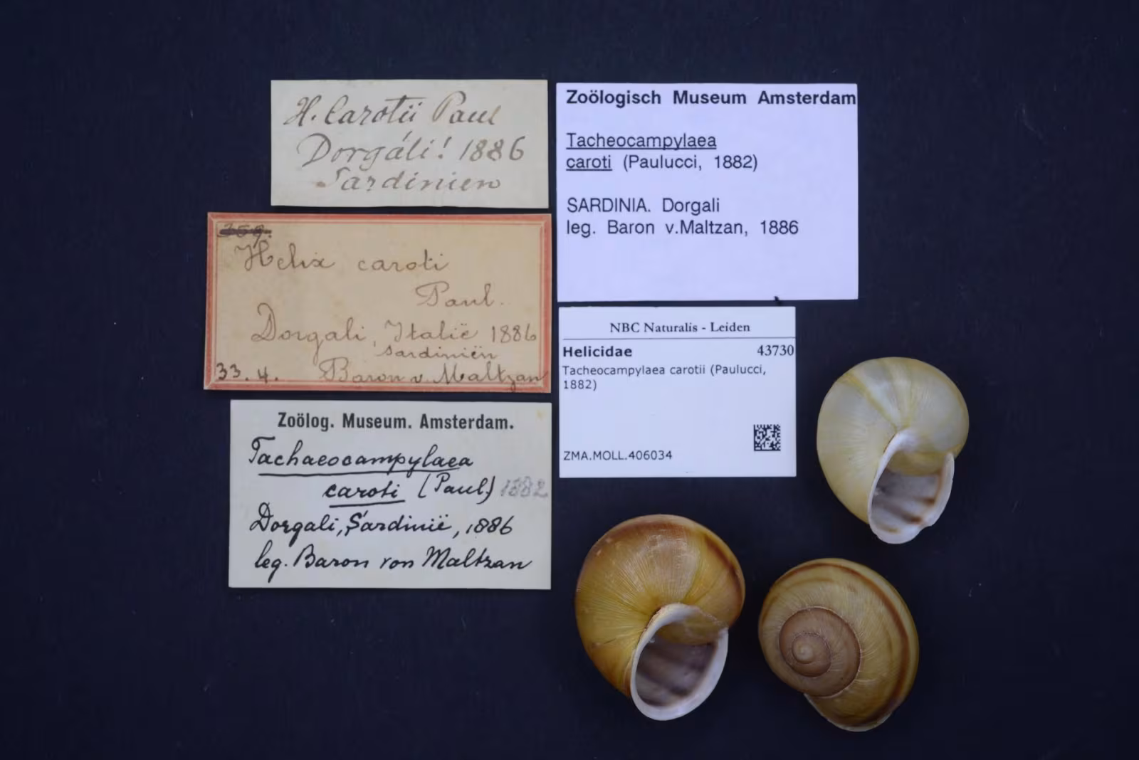 Tacheocampylaea carotii