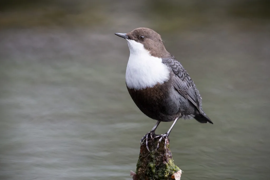 White-throated Dipper
