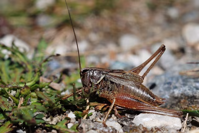 Metrioptera saussuriana