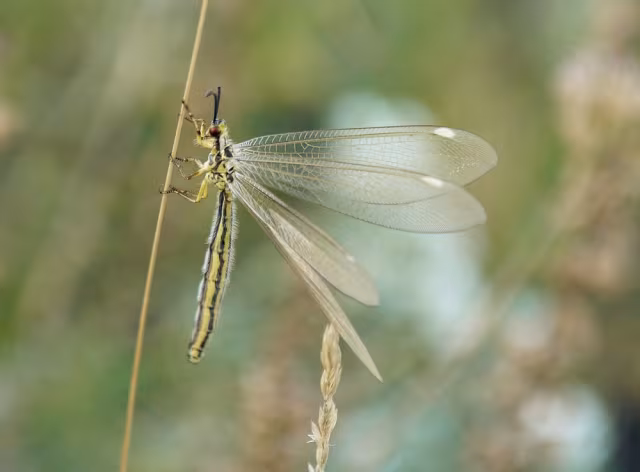 Myrmecaelurus trigrammus