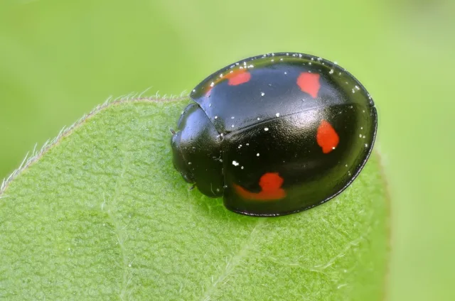 Exochomus quadripustulatus