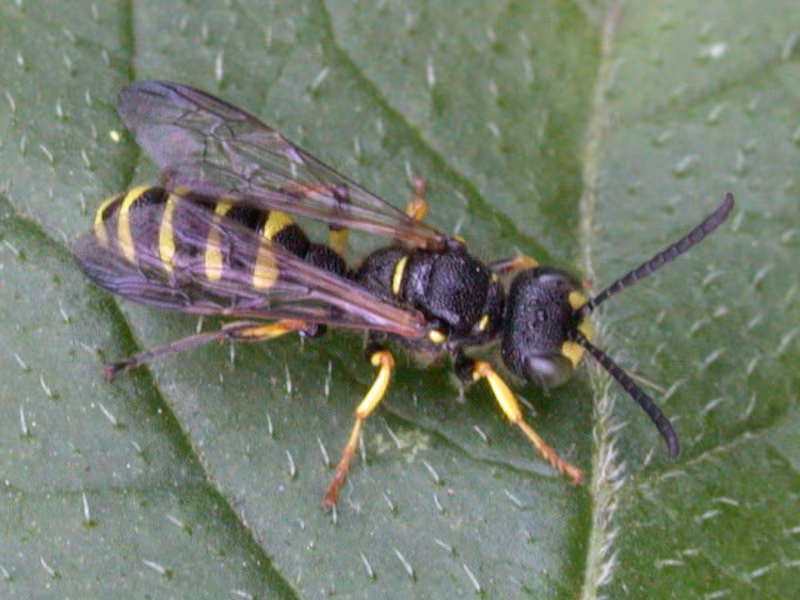 Cerceris arenaria