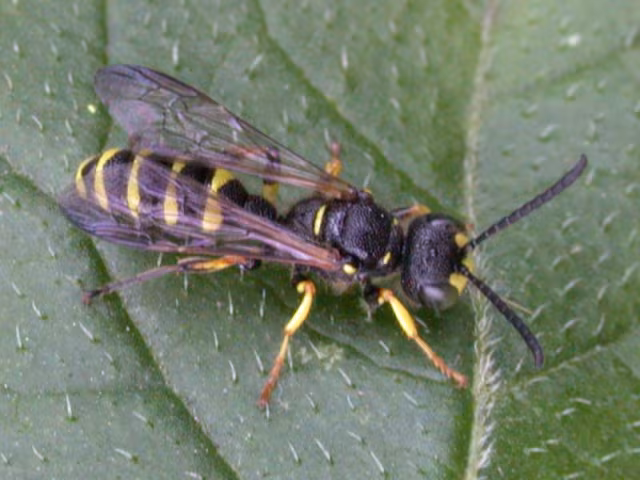 Cerceris arenaria