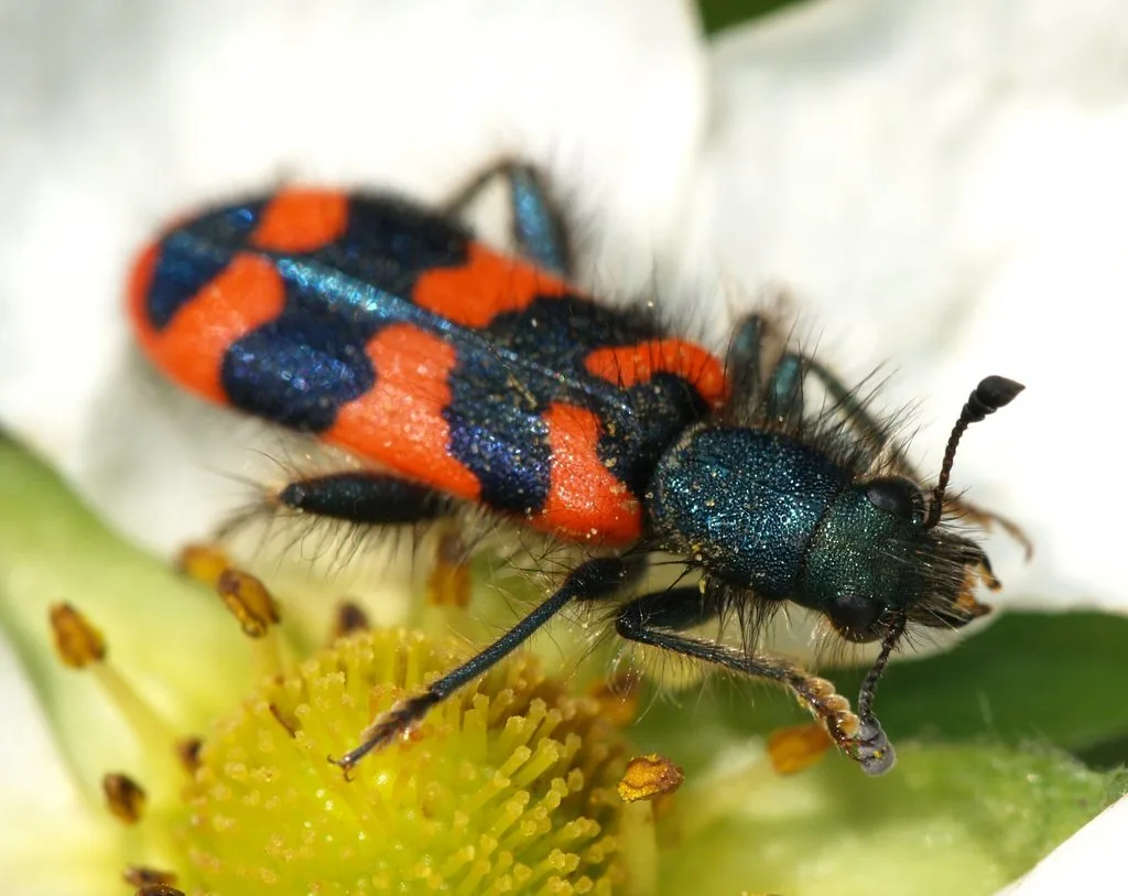 Bee-eating Beetle