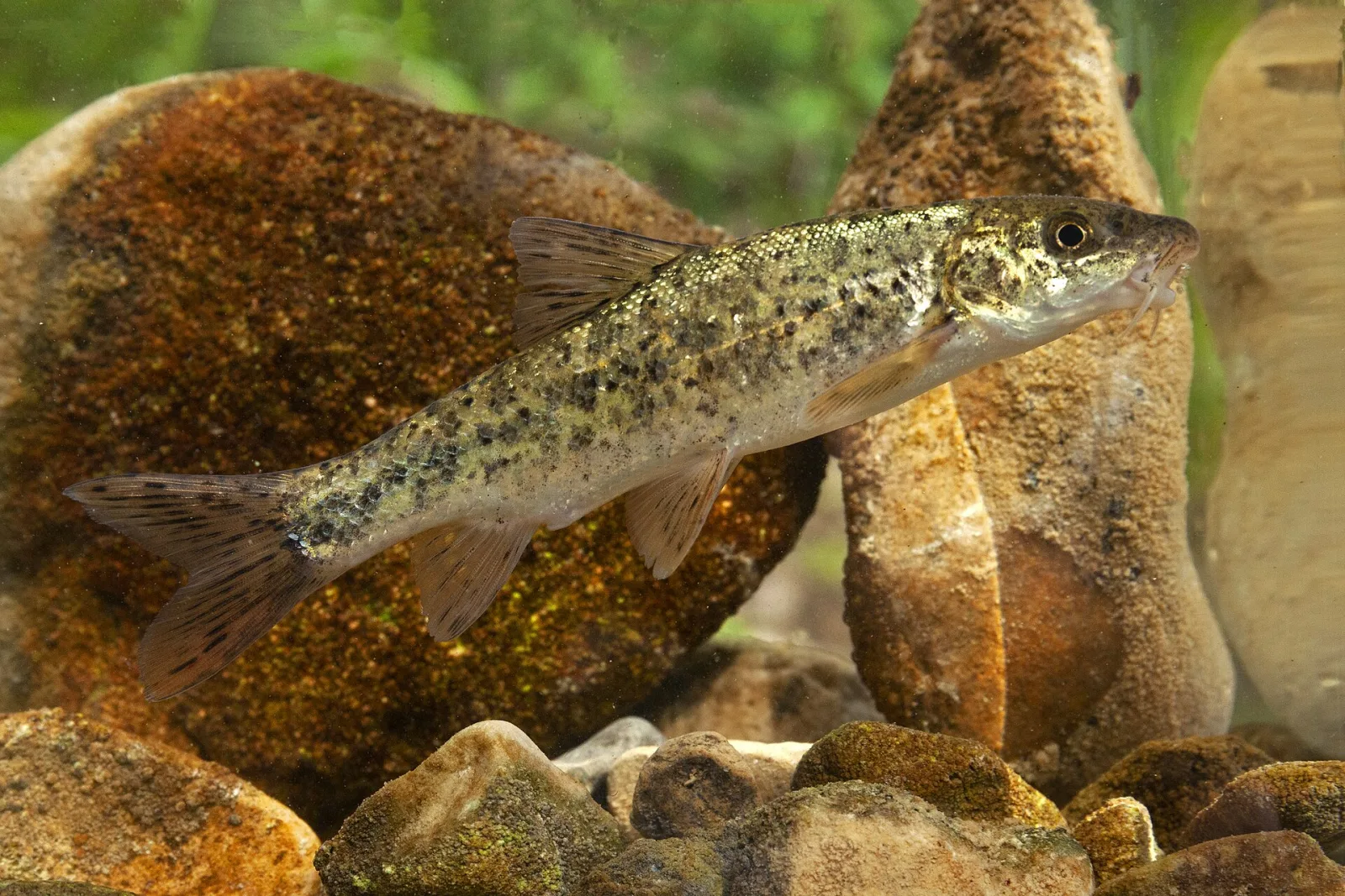 Barbo etrusco