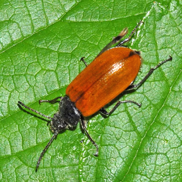 Omophlus lepturoides