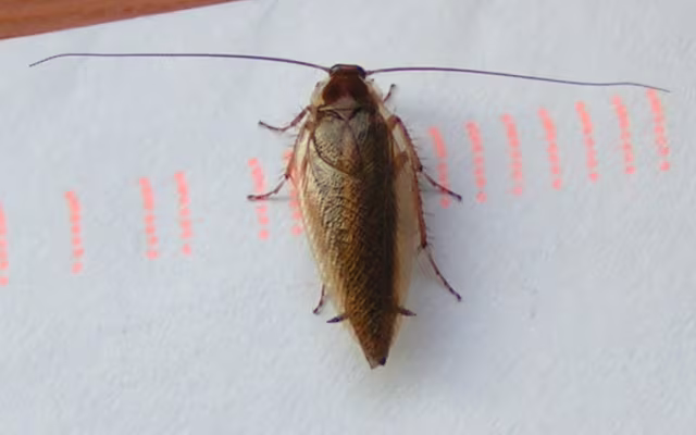 Ectobius vittiventris