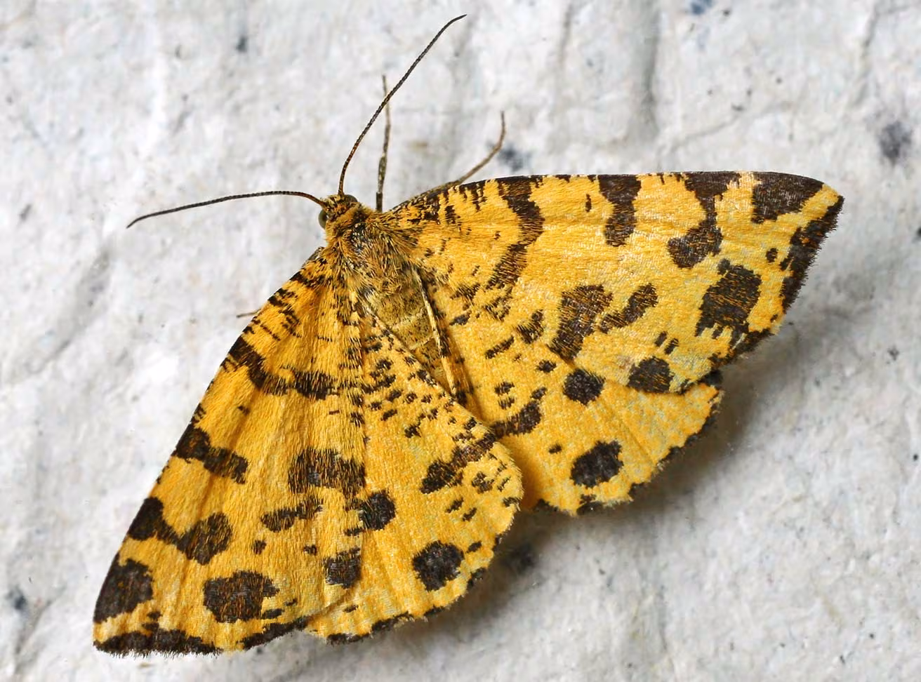 Pseudopanthera macularia