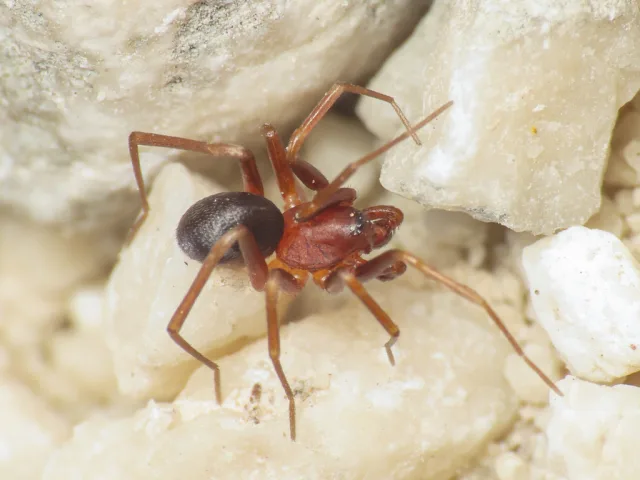 Zodarion vicinum