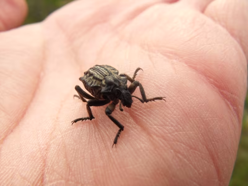 Brachycerus undatus