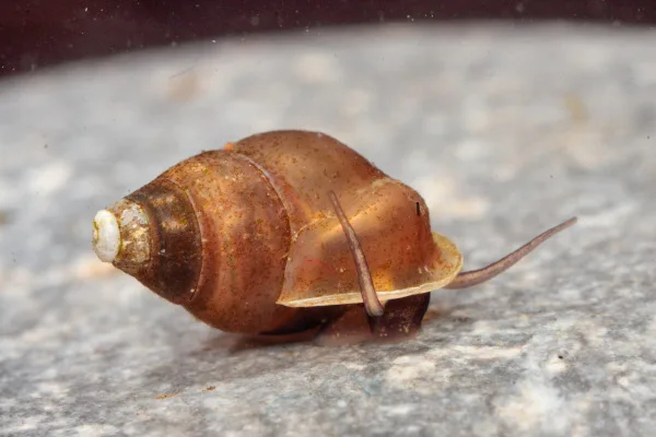 Emmericia patula
