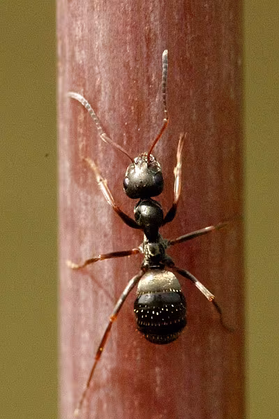 Formica nera