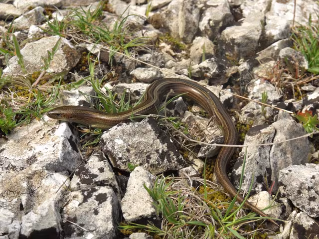 Luscengola comune