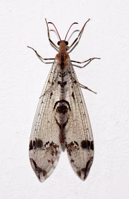 Dendroleon pantherinus