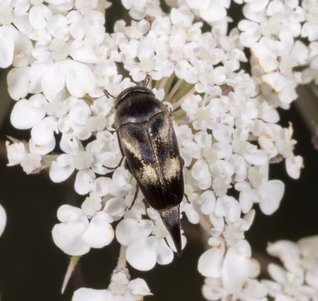 Variimorda villosa