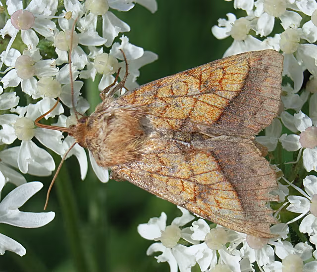 Pyrrhia umbra