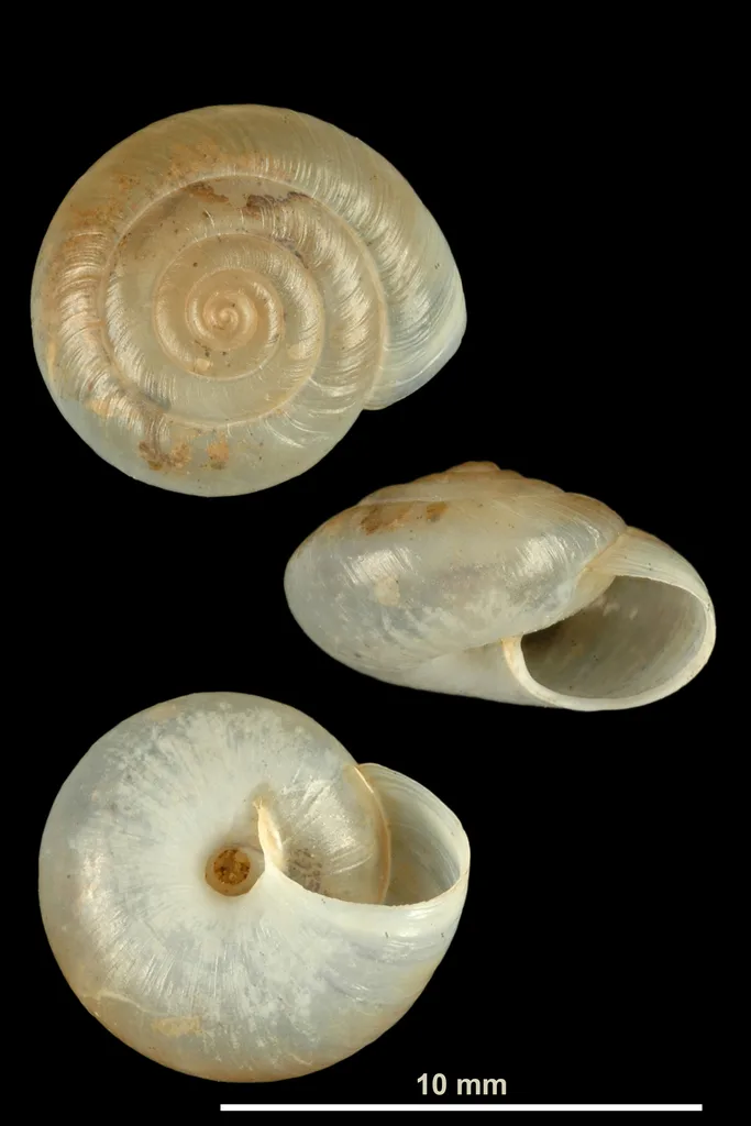 Urticicola glabellus