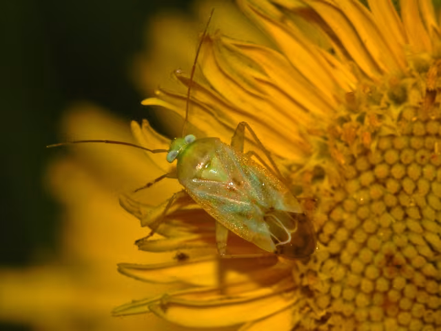 Taylorilygus apicalis