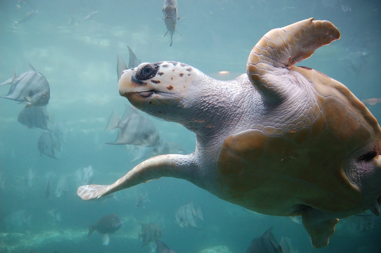 Tartaruga caretta