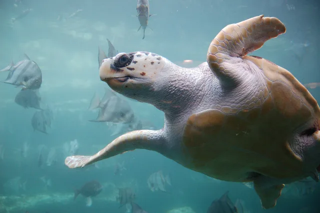 Tartaruga caretta