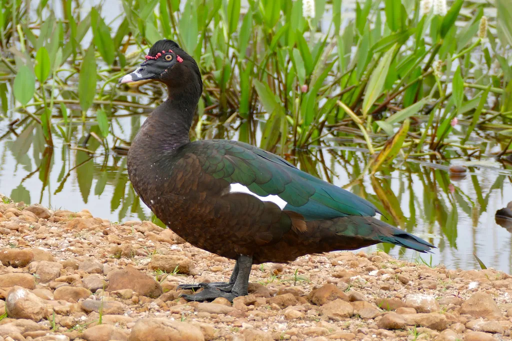 Anatra muta