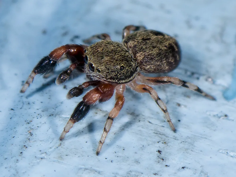 Oak Jumping Spider