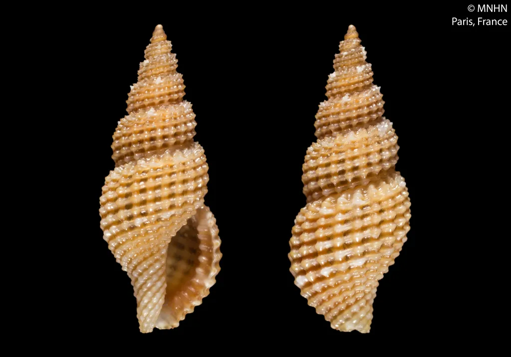 Raphitoma lineolata
