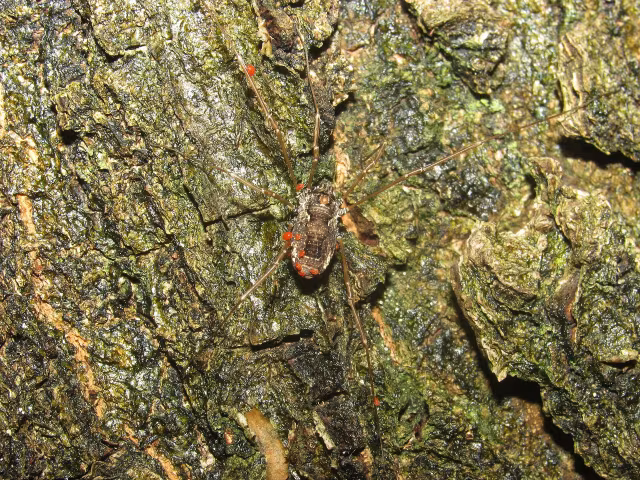 Platybunus pinetorum