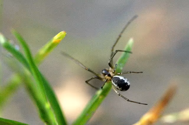 Neriene peltata