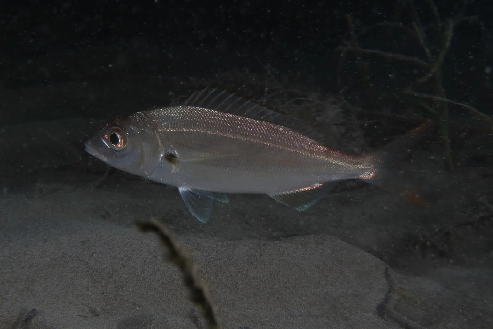 Axillary Seabream